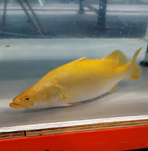 Load image into Gallery viewer, Albino Yellow Barramundi (Lates calcarifer)
