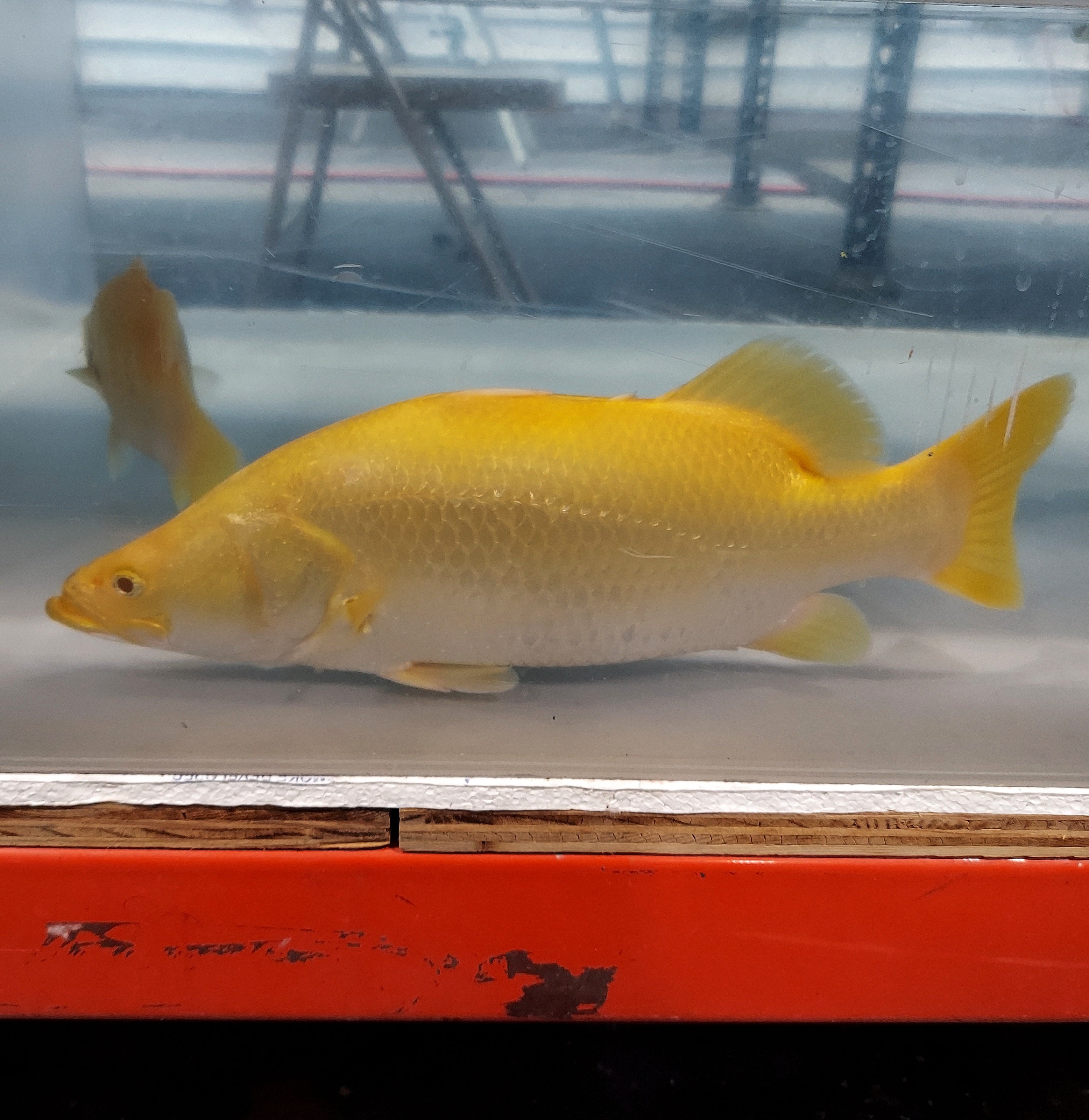 Albino Yellow Barramundi (Lates calcarifer)