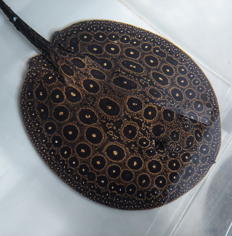 Potamotrygon Jabuti (Pearl) main image 0