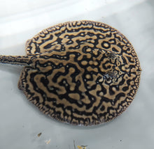 Load image into Gallery viewer, Designer Hybrid Stingray (Potamotrygon sp)
