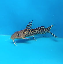 Load image into Gallery viewer, Leopard Synodontis (Synodontis pardalis)
