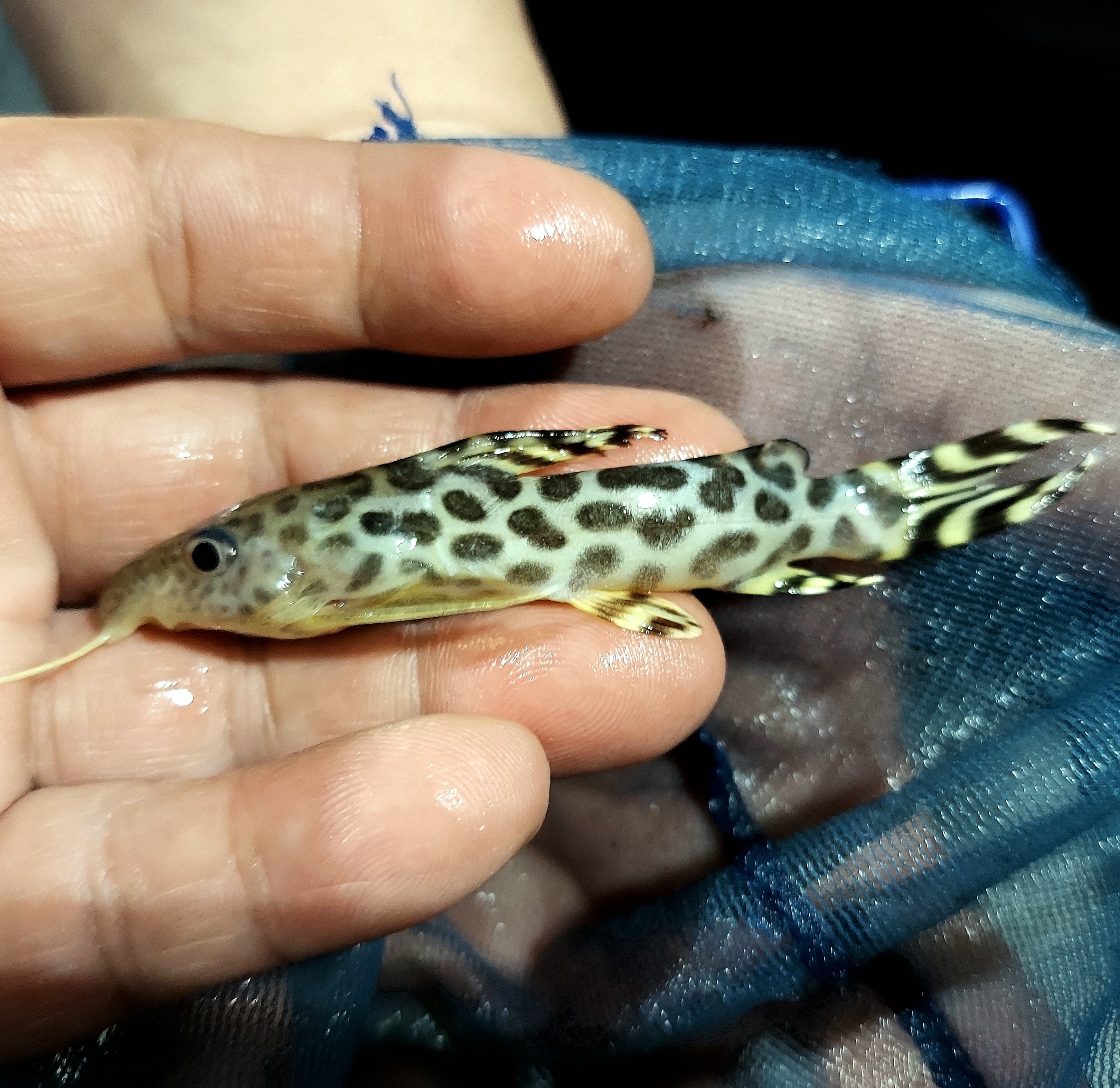 Leopard Synodontis (Synodontis pardalis)