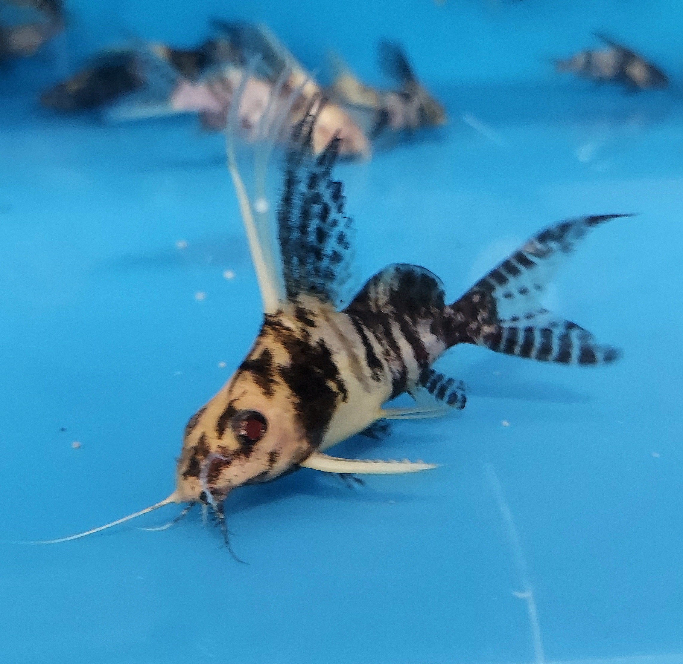 Paradox Albino Marbled Featherfin Catfish (Synodontis eupterus)