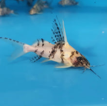 Load image into Gallery viewer, Paradox Albino Marbled Featherfin Catfish (Synodontis eupterus)
