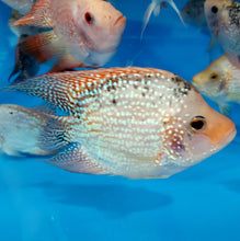 Load image into Gallery viewer, Red Texas Cichlid (Herichthys cyanoguttatus sp)
