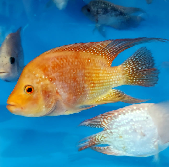 Red Texas Cichlid (Herichthys cyanoguttatus sp)
