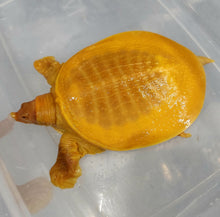 Load image into Gallery viewer, Albino Chinese Softshell Turtle (Pelodiscus sinensis)
