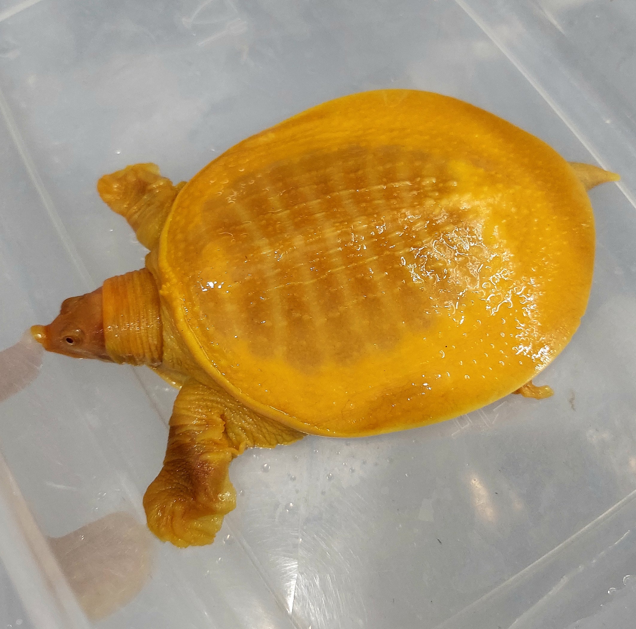 Albino Chinese Softshell Turtle (Pelodiscus sinensis) — Predatory Fins