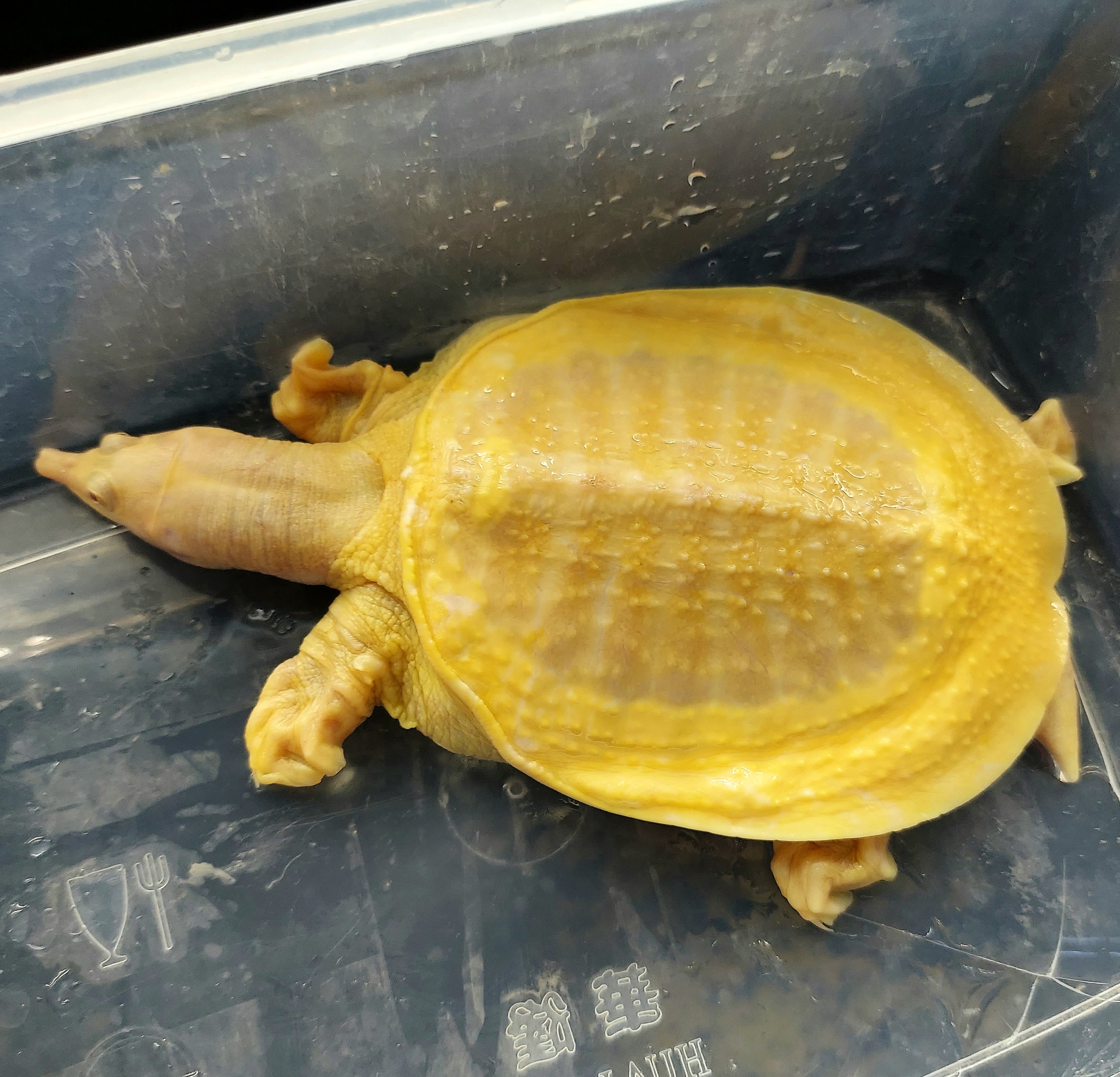 Albino Chinese Softshell Turtle Pelodiscus Sinensis Predatory Fins albino-chinese-softshell-turtle-pelodiscus-sinensis-predatory-fins