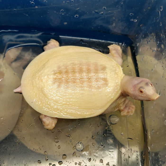 Albino Chinese Softshell Turtle (Pelodiscus sinensis)