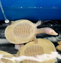 Load image into Gallery viewer, Albino Chinese Softshell Turtle (Pelodiscus sinensis)
