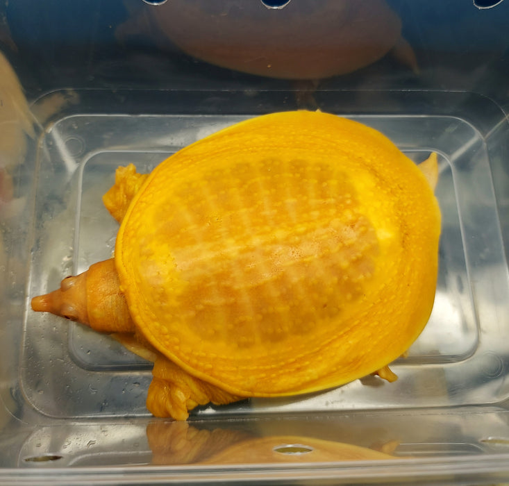 Albino Chinese Softshell Turtle (Pelodiscus sinensis)