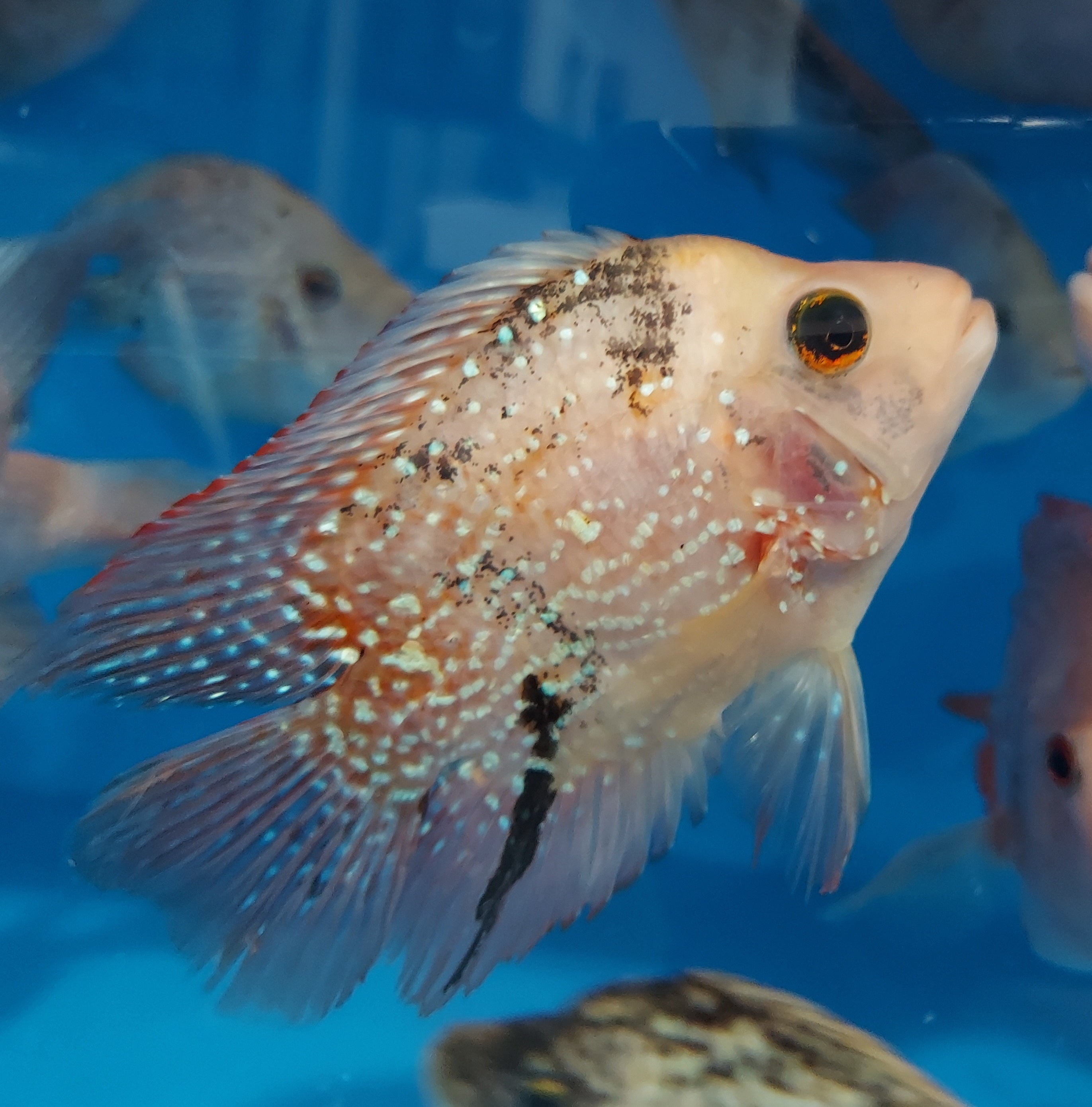 Red Texas Cichlid (Herichthys cyanoguttatus sp)