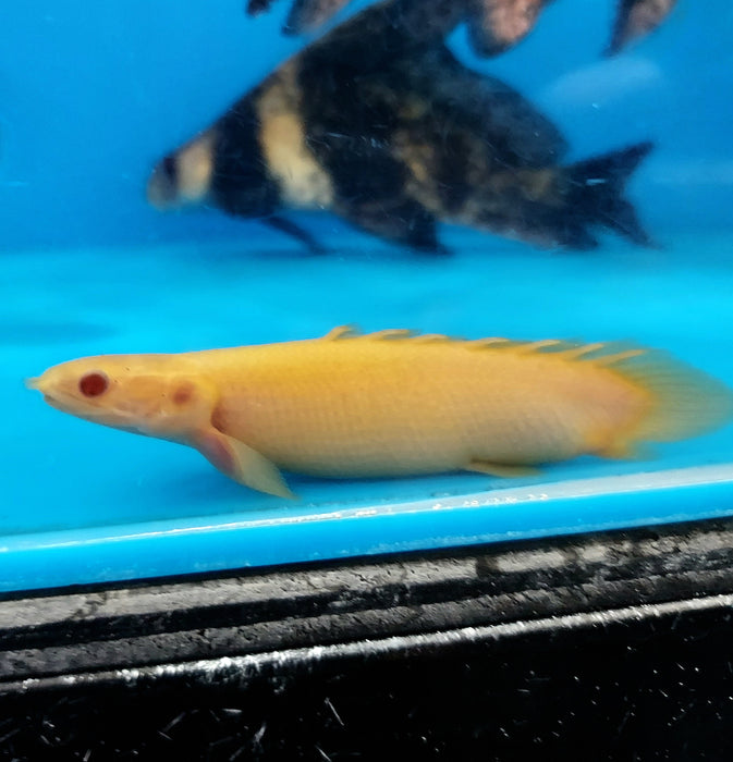 Albino Short Body Senegal Bichir (Polypterus senegalus)