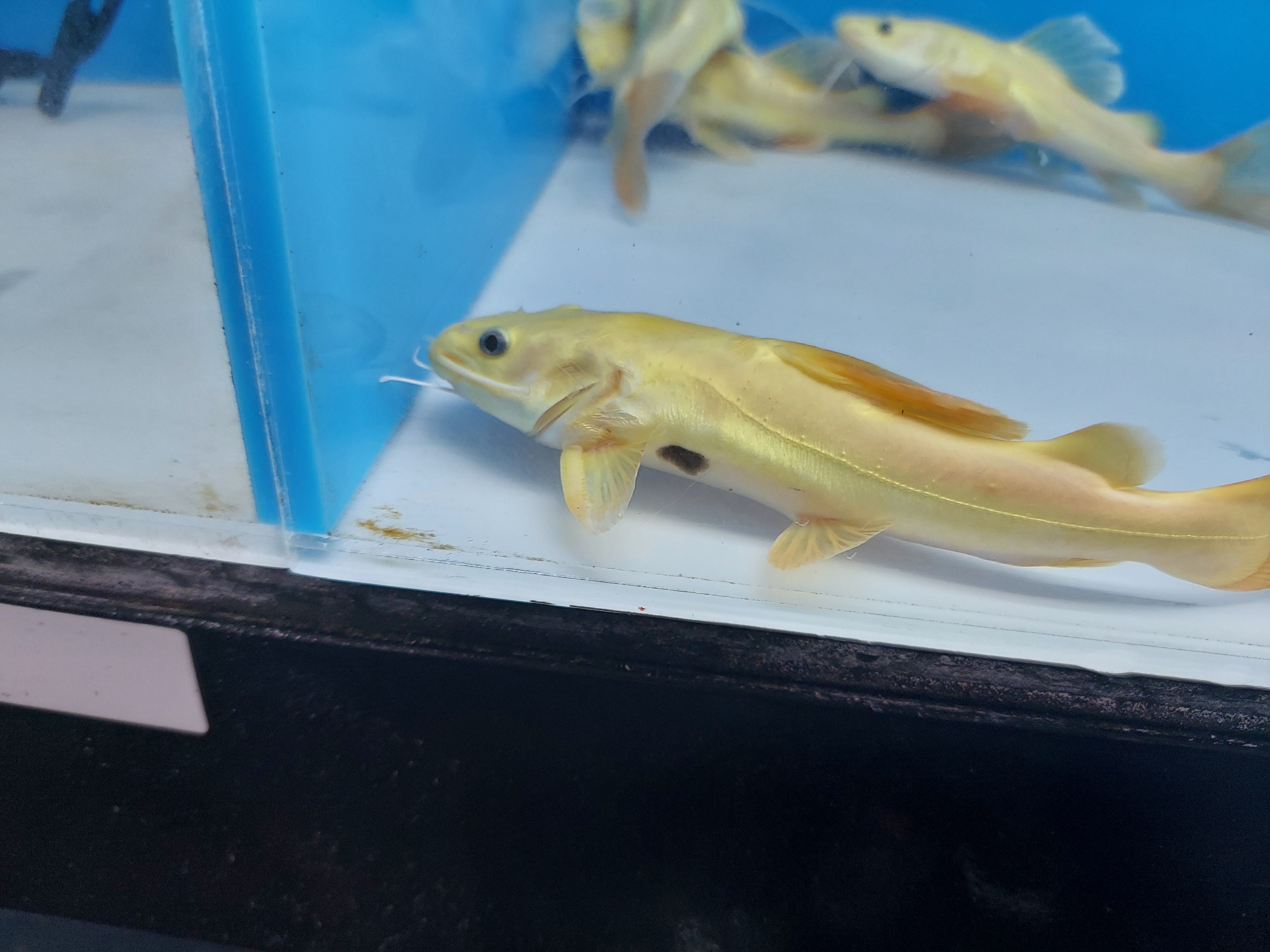 Phantom Redtail Catfish (Phractocephalus hemioliopterus)