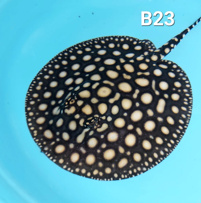 Thousand Island Black Diamond Stingray (Potamotrygon leopoldi)