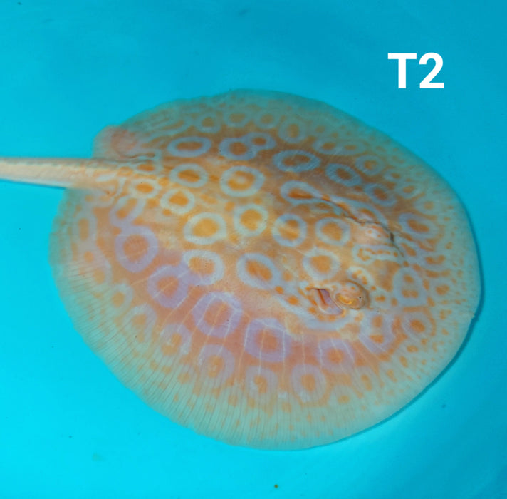 Albino Tangerine Pearl Stingray (Potamotrygon jabuti)