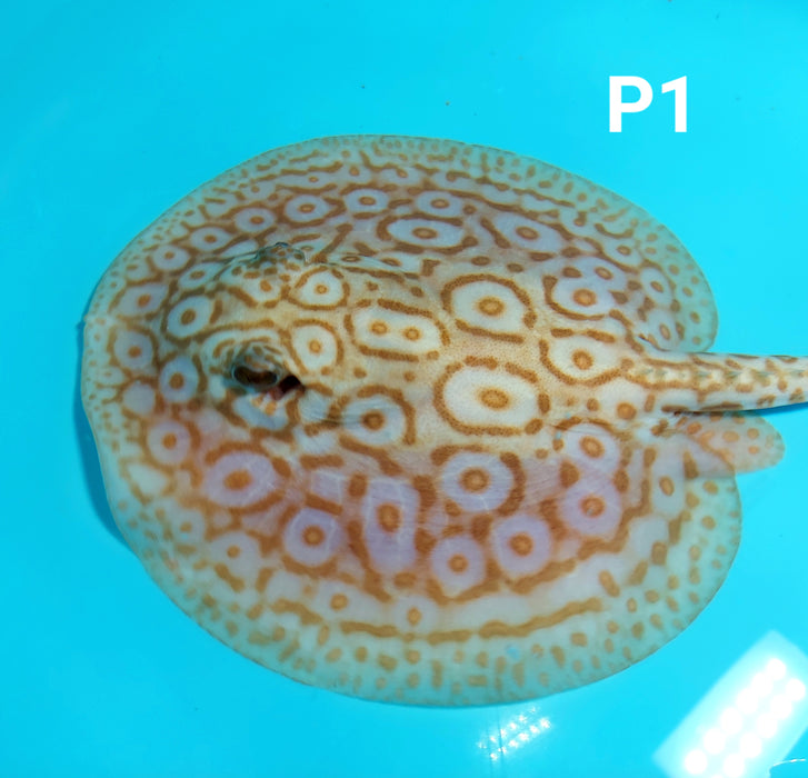 Albino Pearl Stingray (Potamotrygon jabuti)
