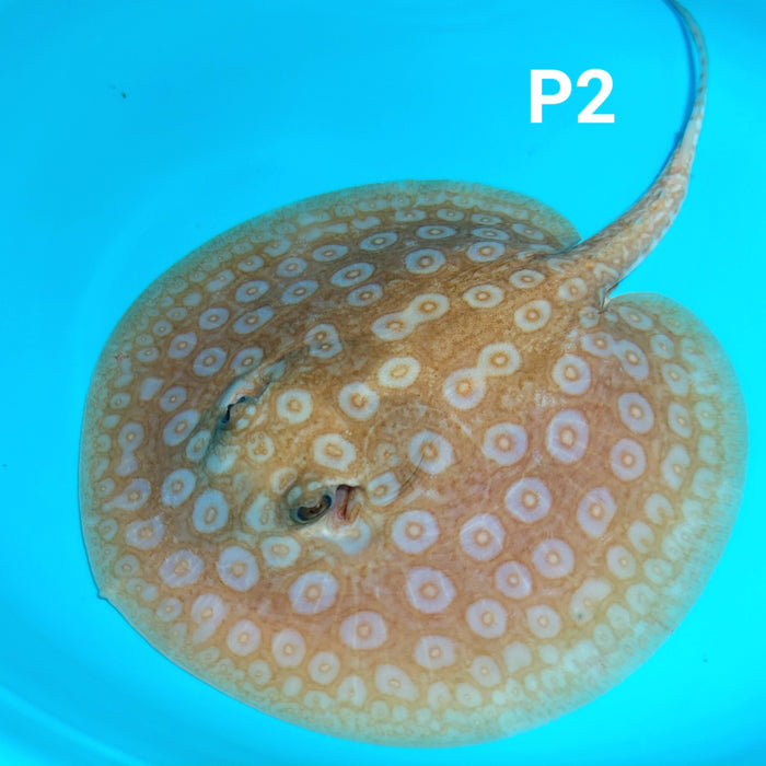 Albino Pearl Stingray (Potamotrygon jabuti)