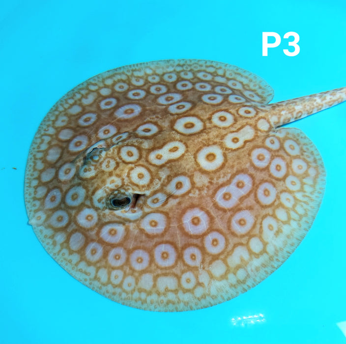 Albino Pearl Stingray (Potamotrygon jabuti)