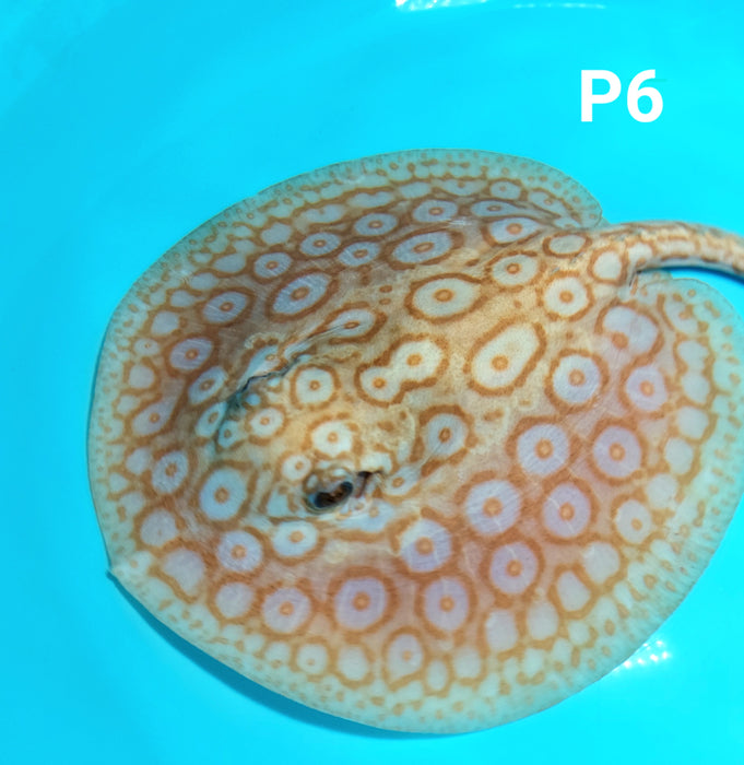 Albino Pearl Stingray (Potamotrygon jabuti)