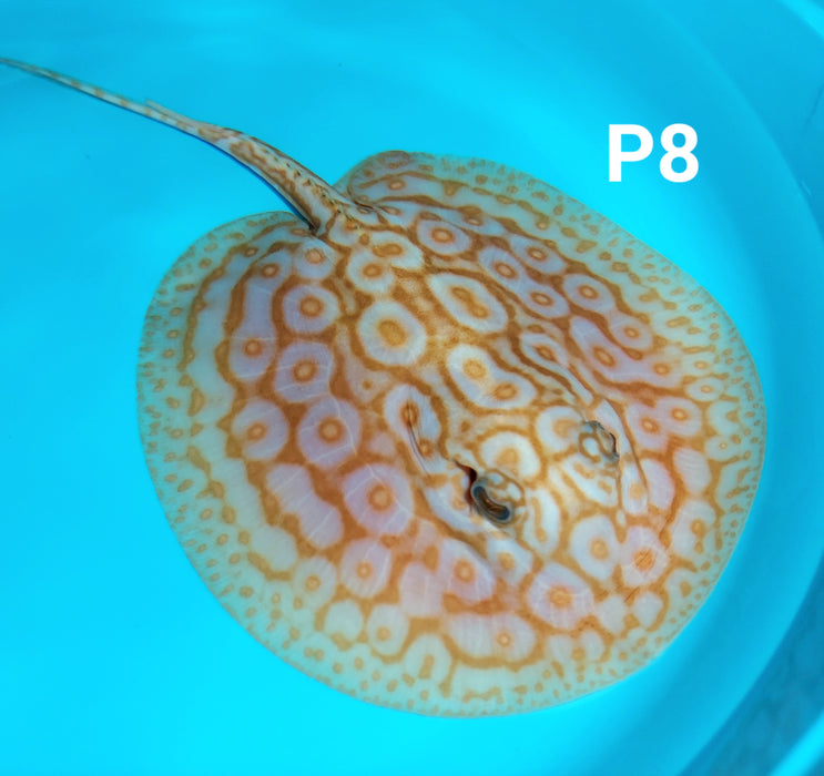 Albino Pearl Stingray (Potamotrygon jabuti)