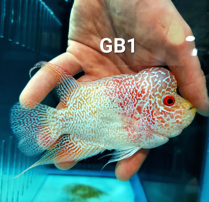 Golden Base Flowerhorn Cichlid (Cichlasoma sp)