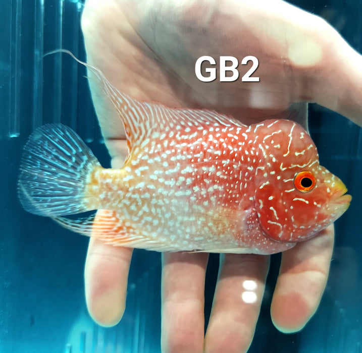 Golden Base Flowerhorn Cichlid (Cichlasoma sp)