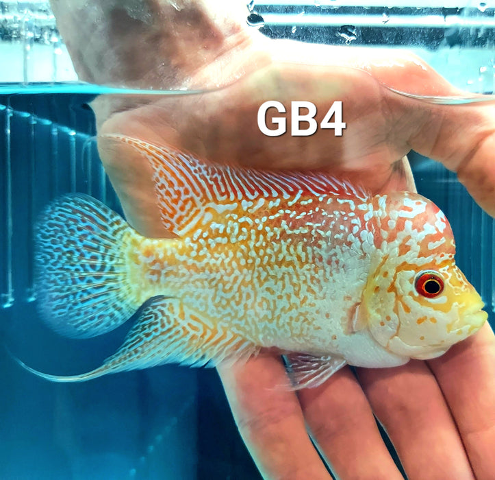 Golden Base Flowerhorn Cichlid (Cichlasoma sp)