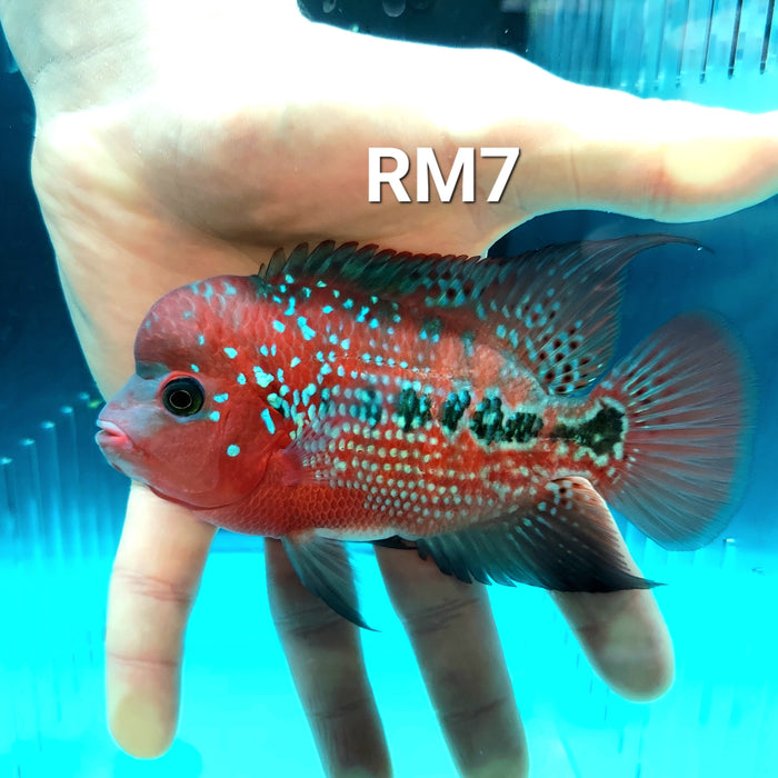 Red Monkey Kamfa Flowerhorn Cichlid (Vieja sp)