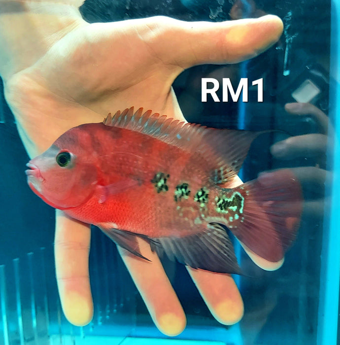 Red Monkey Kamfa Flowerhorn Cichlid (Vieja sp)