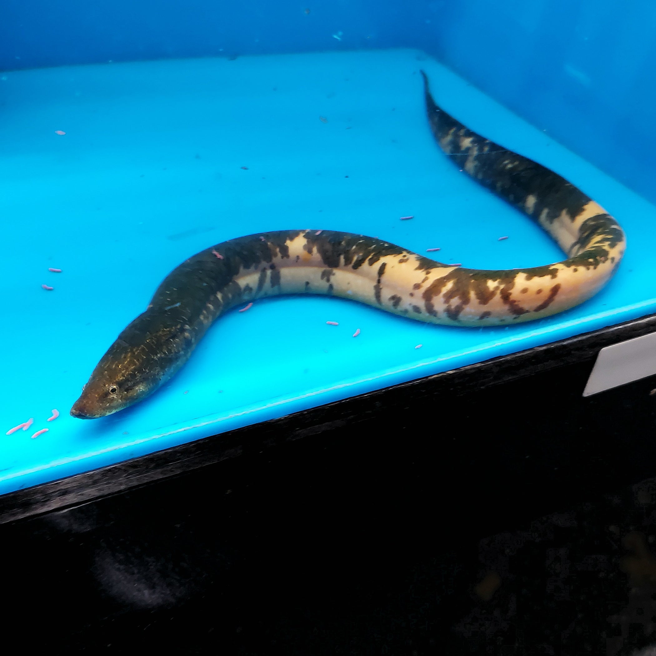 Asian Swamp Eel (Monopterus albus) — Predatory Fins