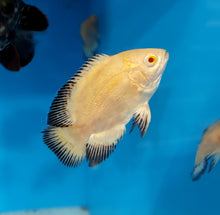 Load image into Gallery viewer, Lemon Oscar Cichlid (Astronotus ocellatus)
