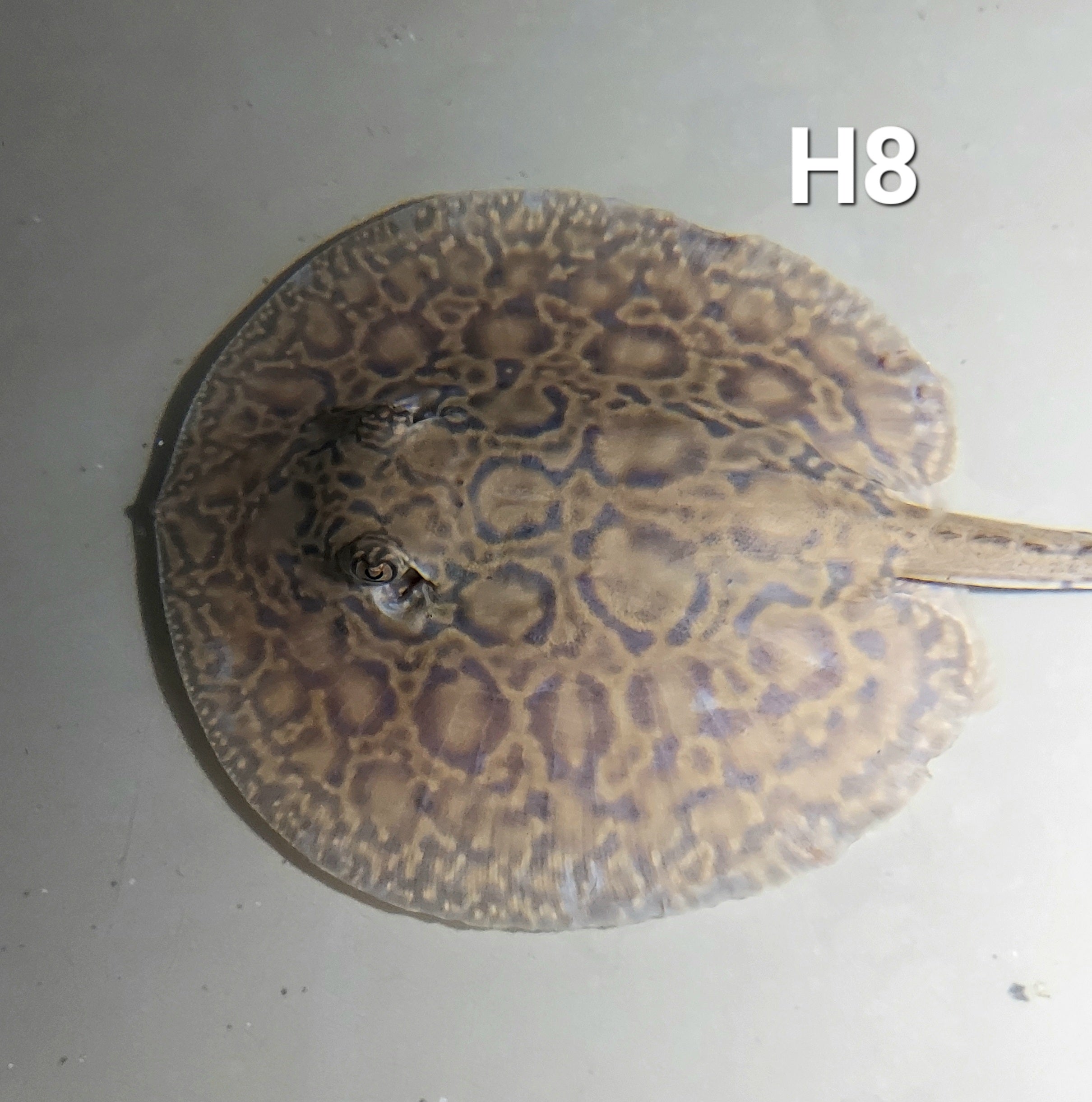 Designer Hybrid Stingray (Potamotrygon sp)