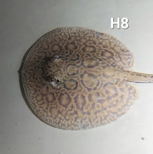 Load image into Gallery viewer, Designer Hybrid Stingray (Potamotrygon sp)
