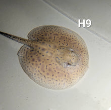 Load image into Gallery viewer, Designer Hybrid Stingray (Potamotrygon sp)
