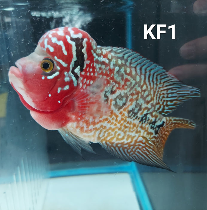 Kamfa Flowerhorn Cichlid (Cichlasoma sp)