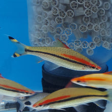 Load image into Gallery viewer, Roseline Shark (Sahyadria denisonii)

