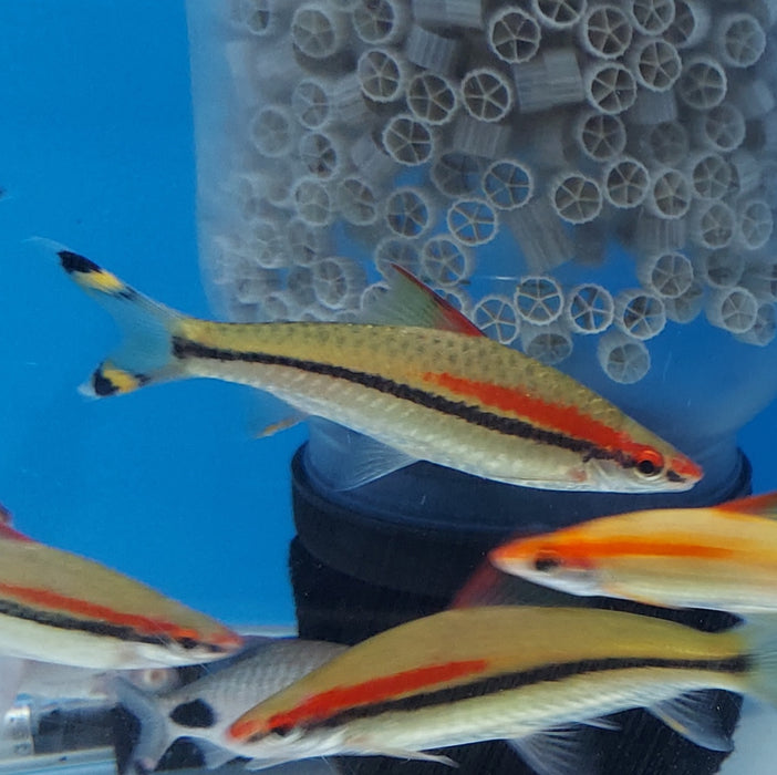 Roseline Shark (Sahyadria denisonii)