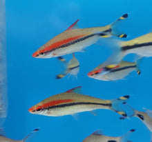 Load image into Gallery viewer, Roseline Shark (Sahyadria denisonii)
