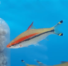 Load image into Gallery viewer, Roseline Shark (Sahyadria denisonii)
