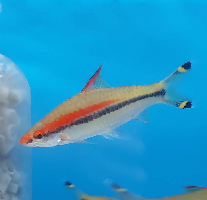 Roseline Shark (Sahyadria denisonii)