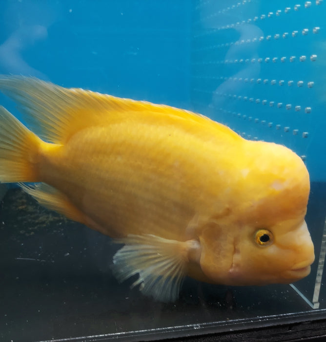 King Kong Golden / Yellow Mammon Parrot Cichlid (Cichlasoma sp)