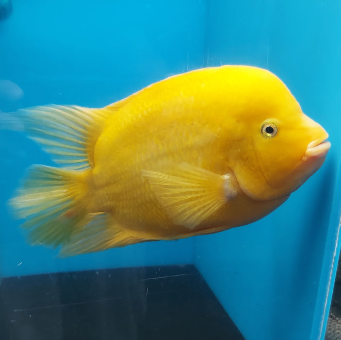 King Kong Golden / Yellow Mammon Parrot Cichlid (Cichlasoma sp)