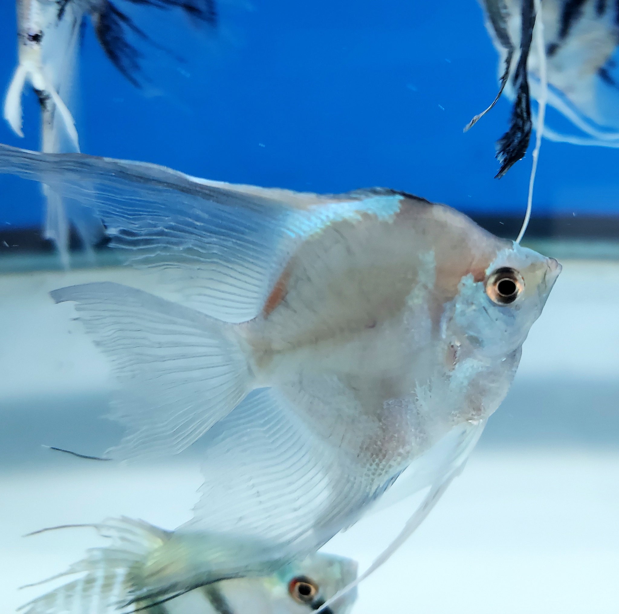 Blue Koi Paraiba Angelfish (Pterophyllum scalare) – Predatory Fins