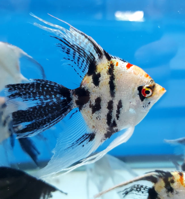 Calico Angelfish (Pterophyllum scalare)