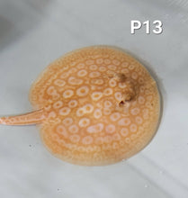 Load image into Gallery viewer, Albino Pearl Stingray (Potamotrygon jabuti)

