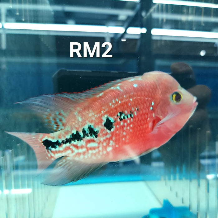 Red Monkey Kamfa Flowerhorn Cichlid (Vieja sp)