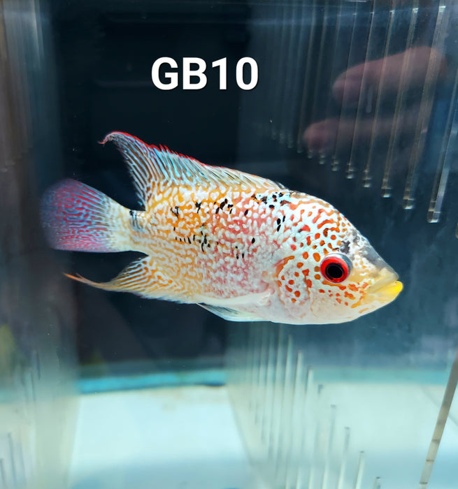 Golden Base Flowerhorn Cichlid (Cichlasoma sp)