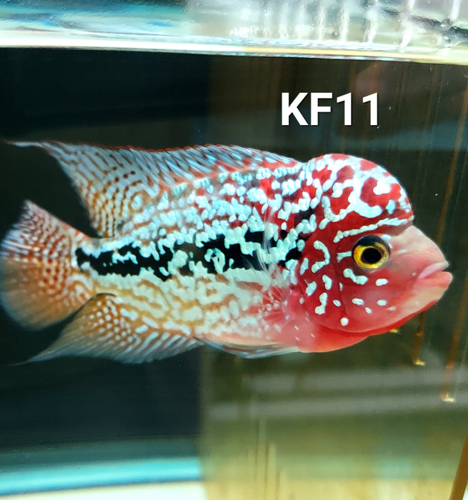 Kamfa Flowerhorn Cichlid (Cichlasoma sp)